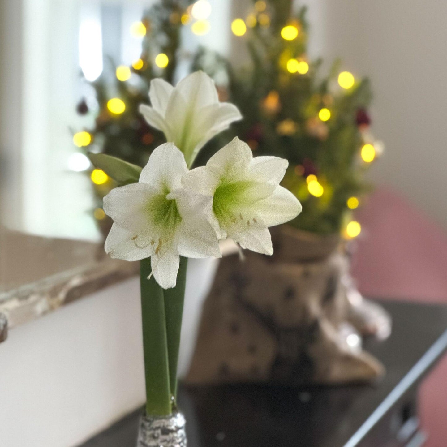 Amarilis - Hippeastrum 'corona De Navidad' - Plata_4