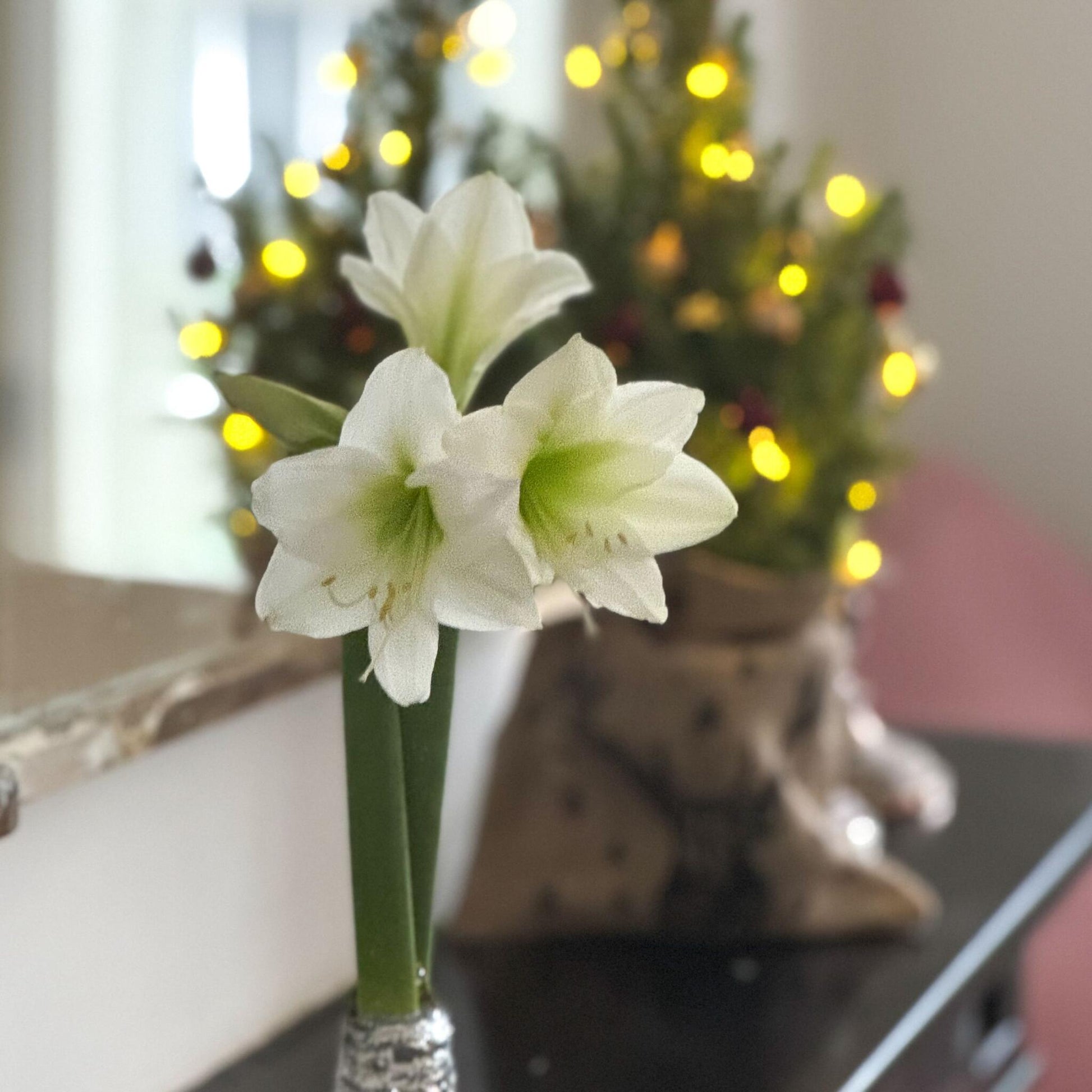 Amarilis - Hippeastrum 'corona De Navidad' - Plata_4