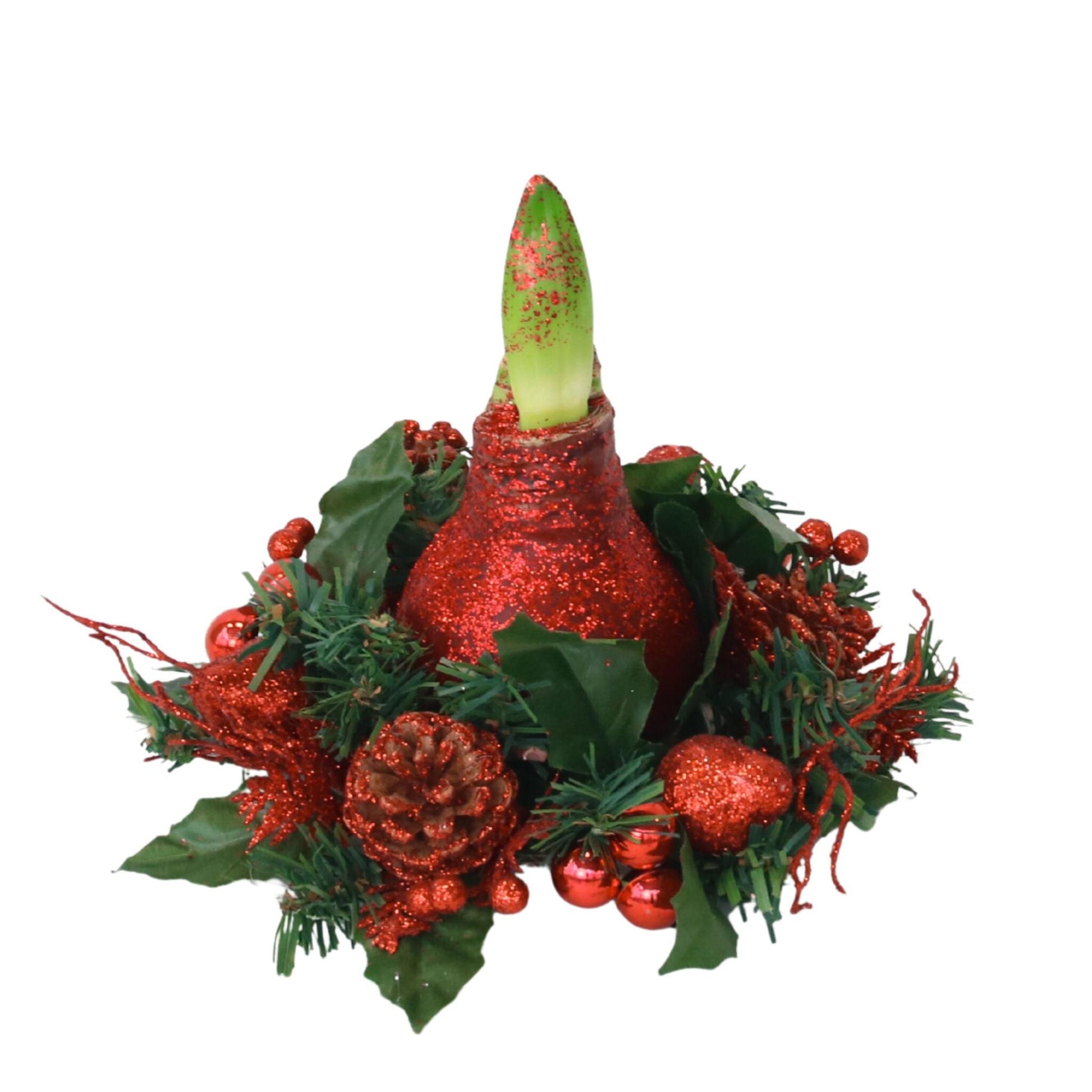 Amarilis - Hippeastrum 'corona De Navidad' - Rojo_0