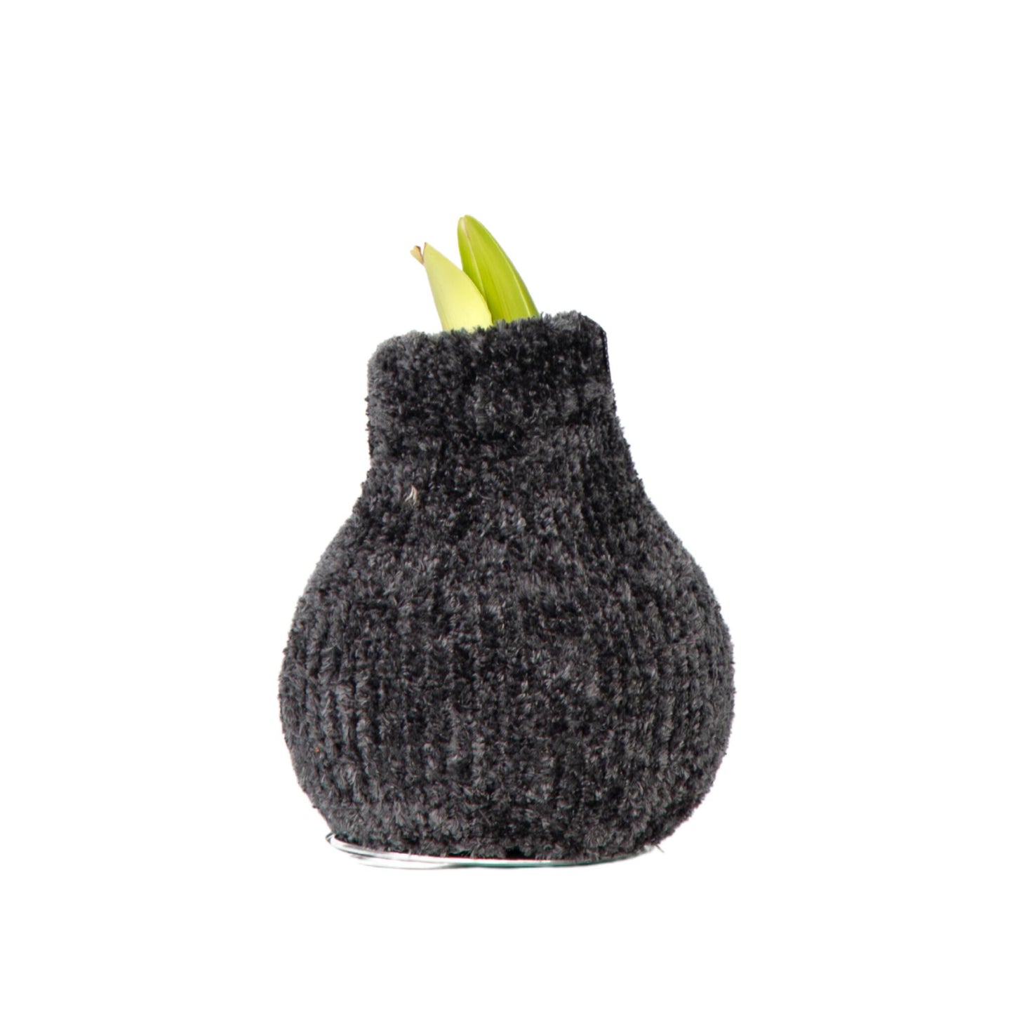 Amarilis - Hippeastrum 'cozy Teddy Gray' - Bulbo De Flor - Rojo_0