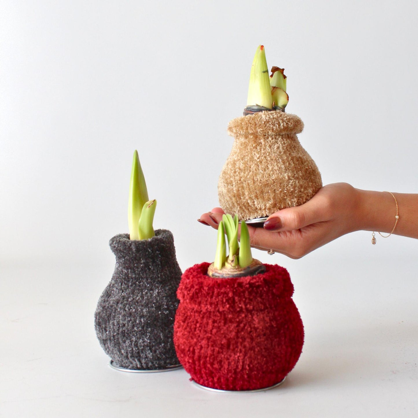 Amarilis - Hippeastrum 'cozy Teddy Gray' - Bulbo De Flor - Rojo_1