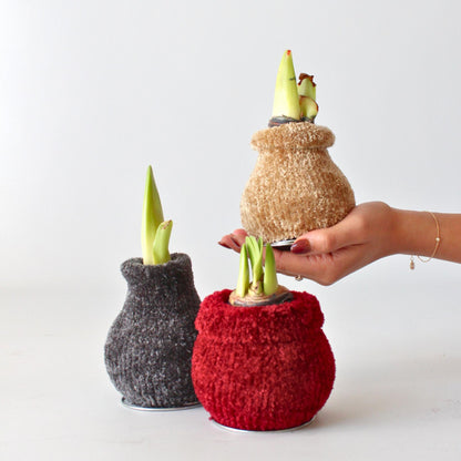 Amarilis - Hippeastrum 'cozy Teddy Gray' - Bulbo De Flor - Rojo_1