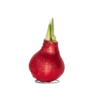 Amarilis - Hippeastrum 'glitter Red' - Bulbo De Flor - Rojo_0