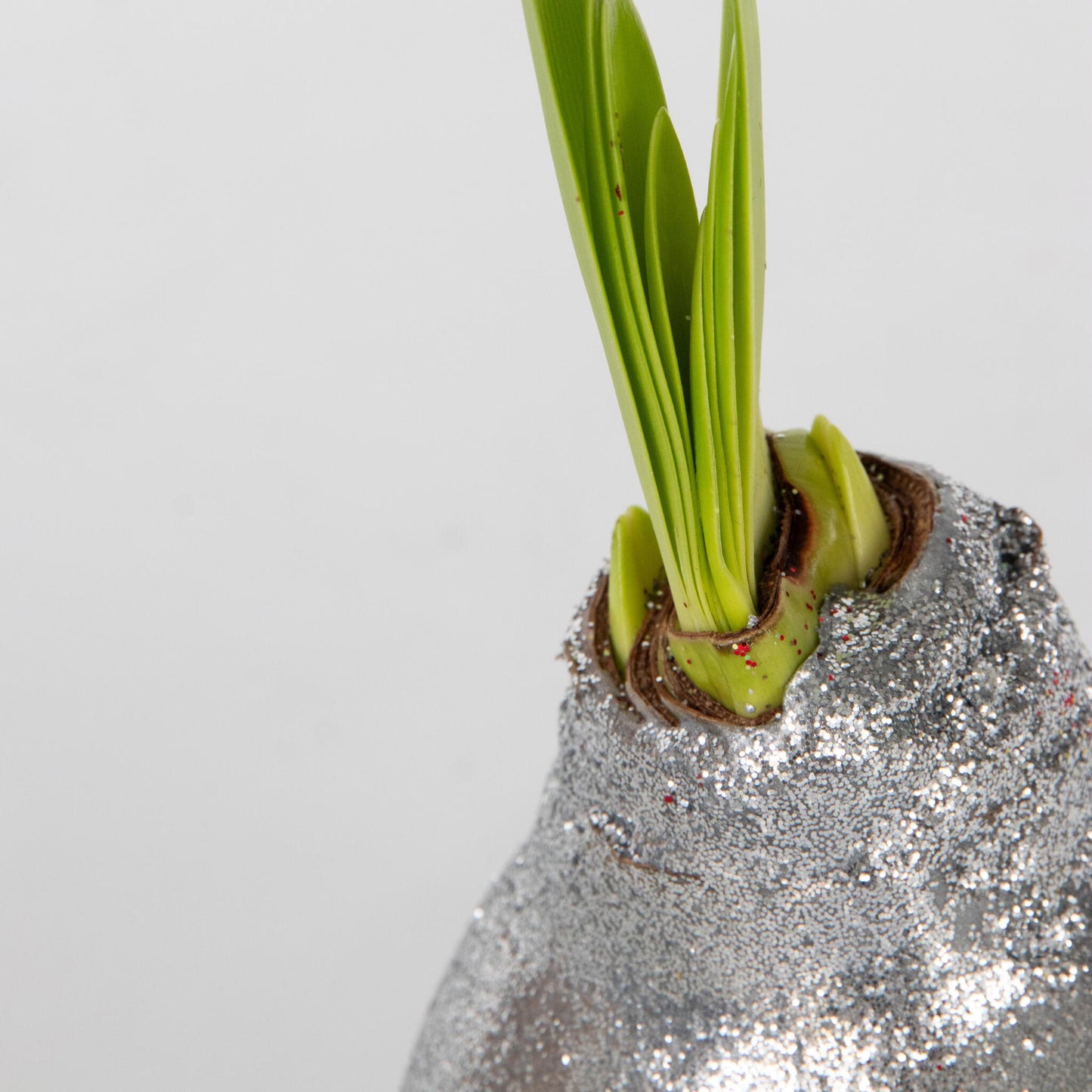 Amarilis - Hippeastrum 'glitter Silver' - Bulbo De Flor - Rojo_3