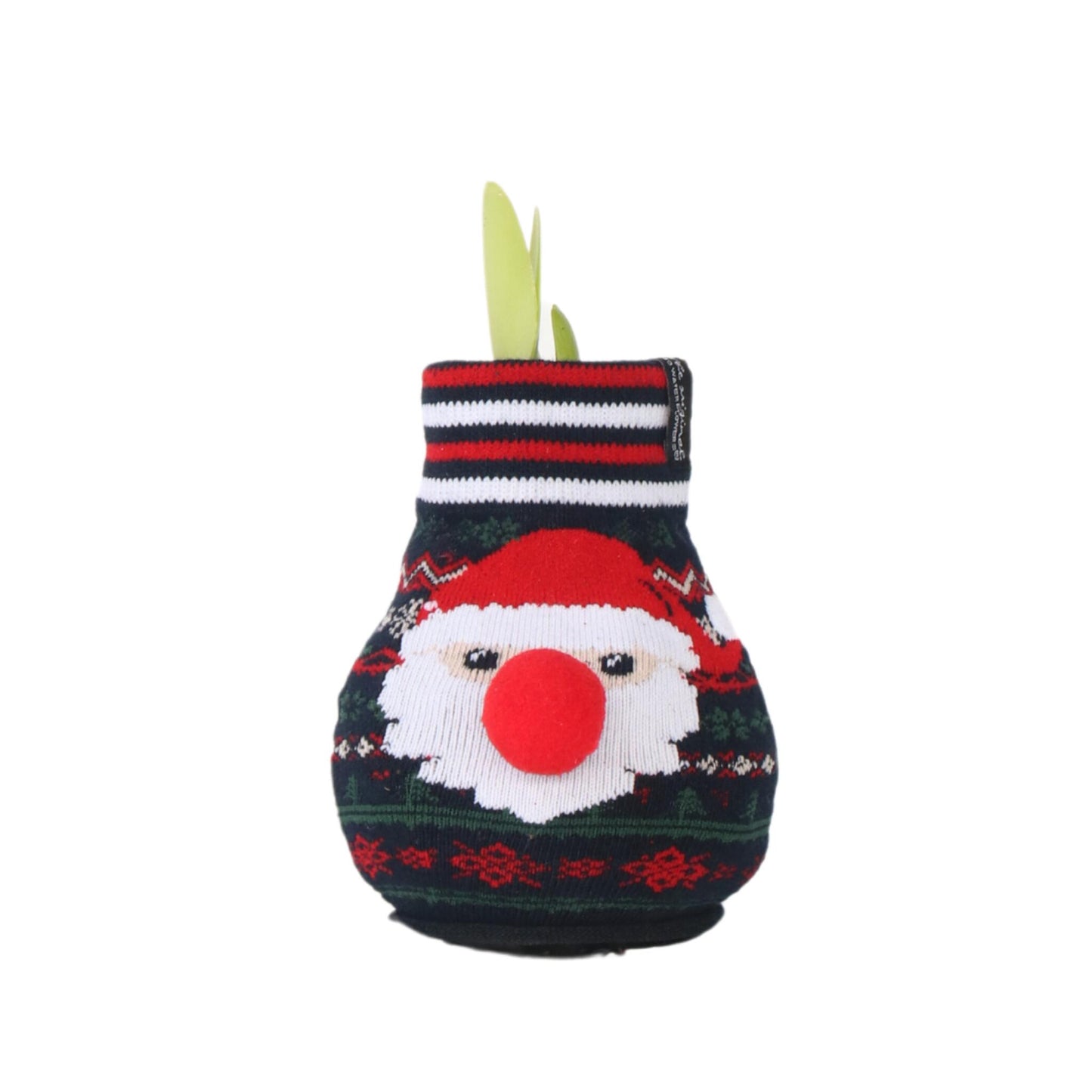Amarilis - Hippeastrum 'santa Sweater' - Bulbo De Flor - Rojo_0