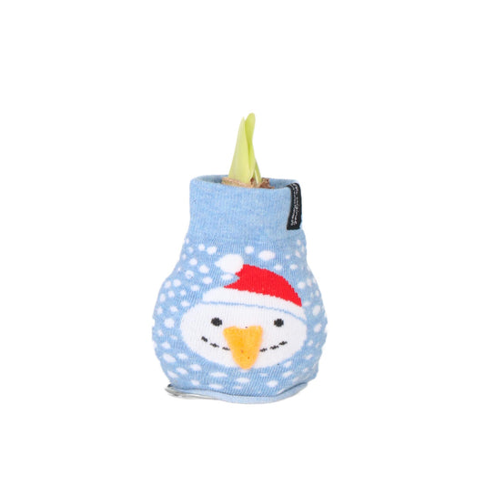 Amarilis - Hippeastrum 'snowman Sweater' - Bulbo De Flor - Rojo_0