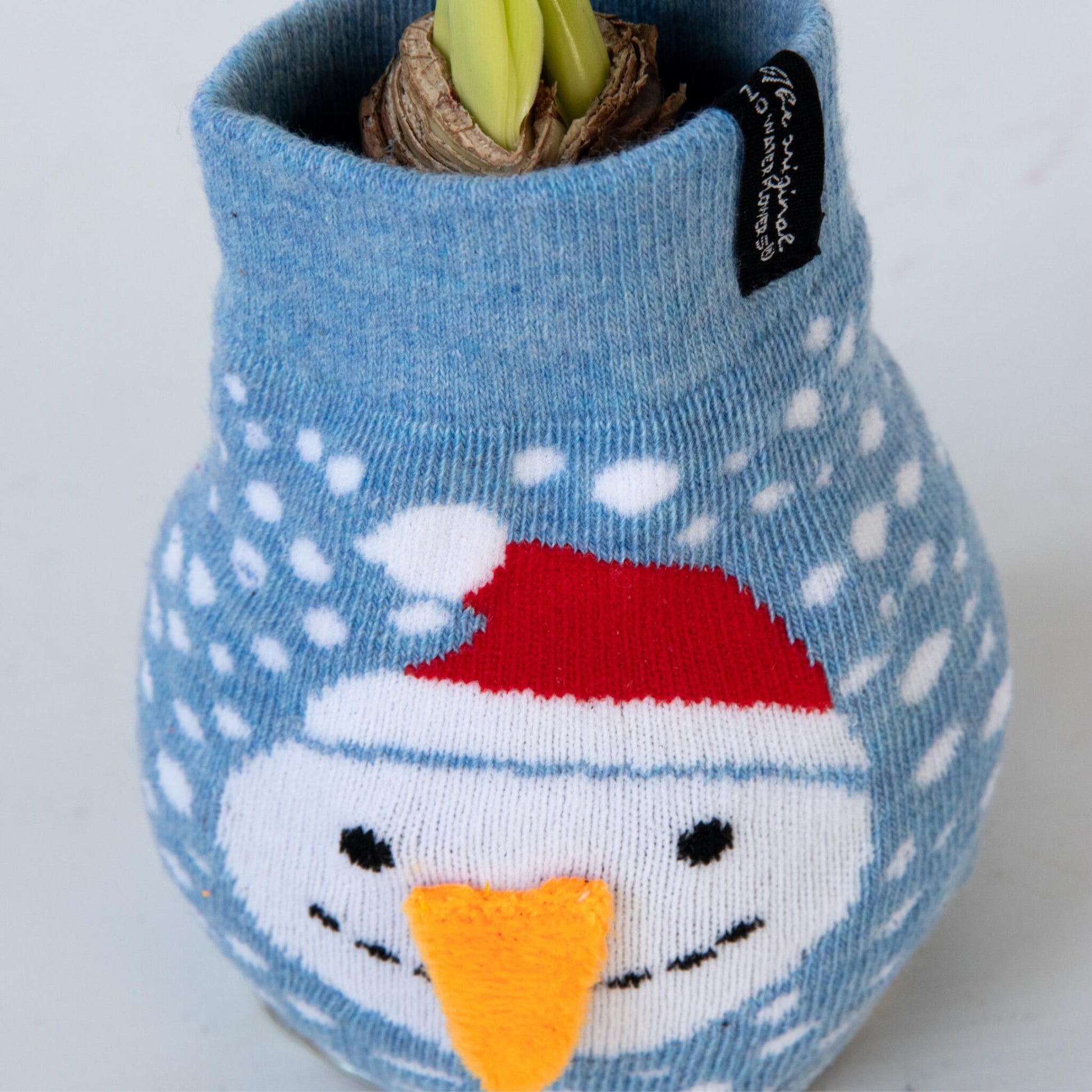 Amarilis - Hippeastrum 'snowman Sweater' - Bulbo De Flor - Rojo_3