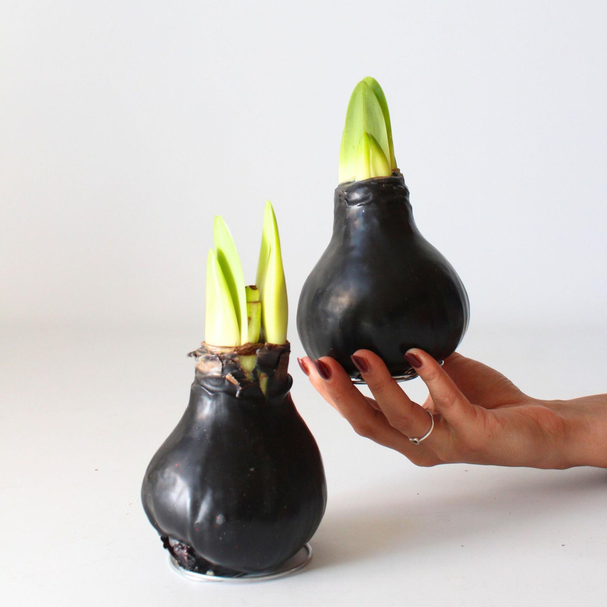 Amarilis - Hippeastrum 'wax Black' - Bulbo De Flor - Rojo_1