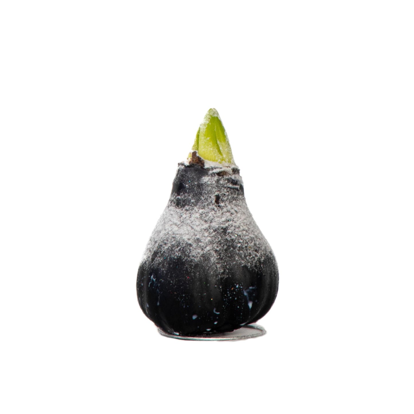 Amarilis - Hippeastrum 'wax Snow Black' - Bulbo De Flor - Rojo_0