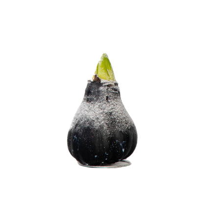 Amarilis - Hippeastrum 'wax Snow Black' - Bulbo De Flor - Rojo_0