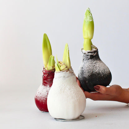 Amarilis - Hippeastrum 'wax Snow Black' - Bulbo De Flor - Rojo_1