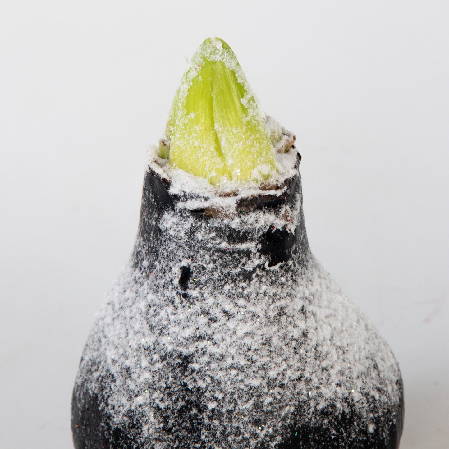 Amarilis - Hippeastrum 'wax Snow Black' - Bulbo De Flor - Rojo_3