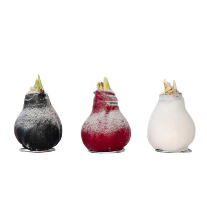 Amarilis - Hippeastrum 'wax Snow Mix' - Bulbo De Flor - Rojo_0