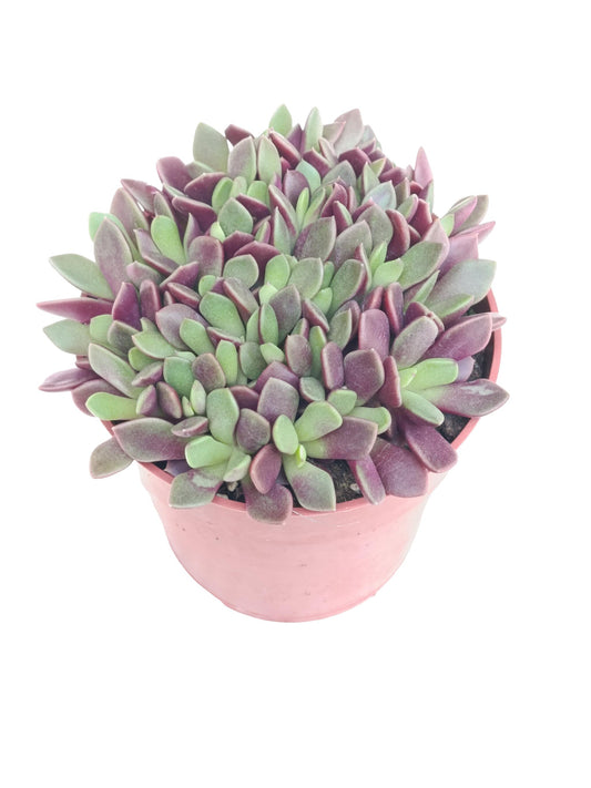 Anacampseros Red Passion Planta Suculenta Natural Ø8_0