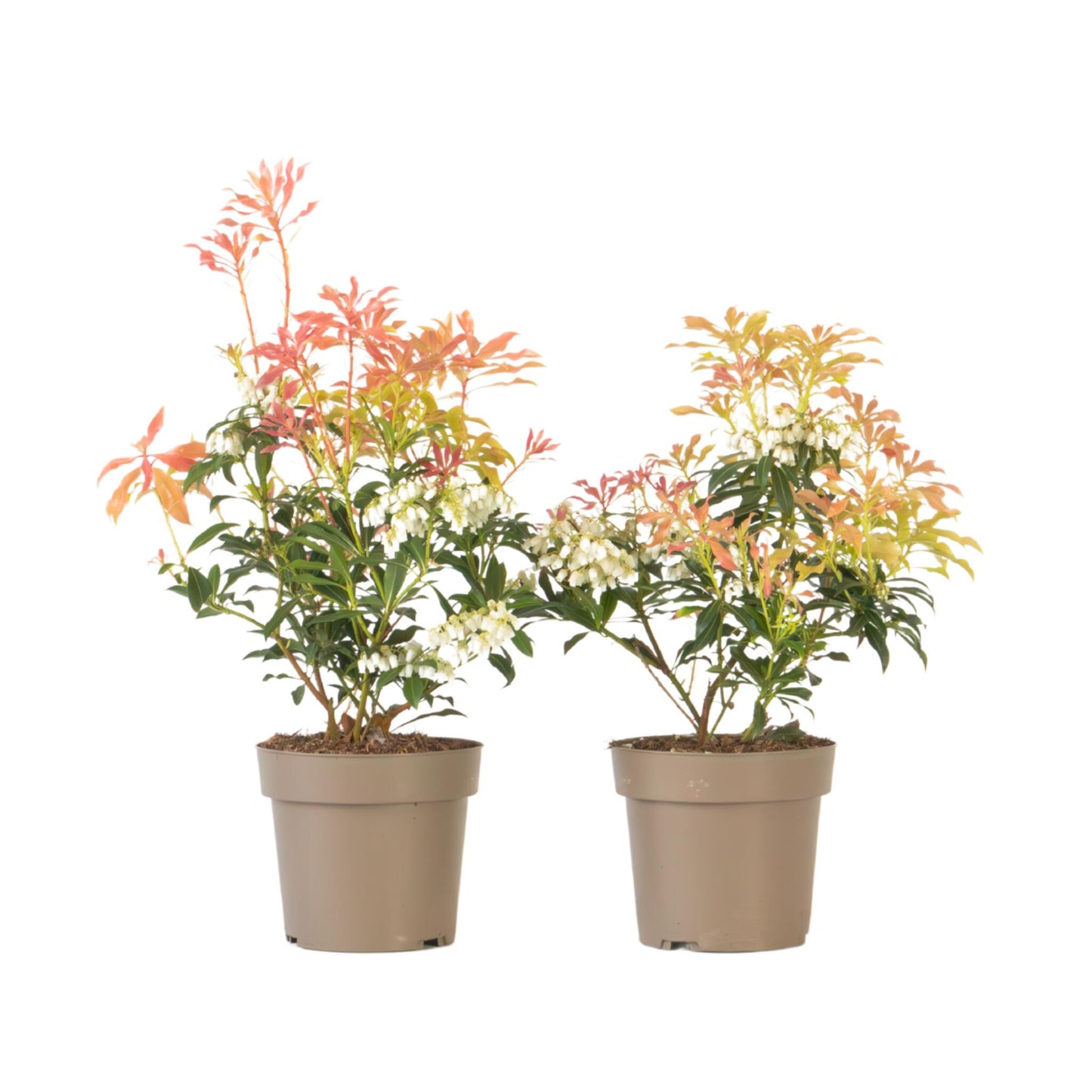 Andromeda Japonica - 2 Pzs - Pieris 'forest Flame' - Altura 25-40cm - ⌀17cm_0