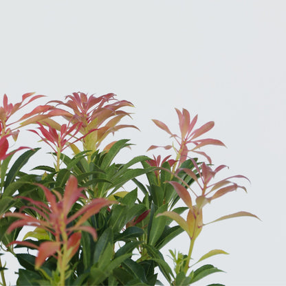 Andromeda Japonica - 2 Pzs - Pieris 'forest Flame' - Altura 25-40cm - ⌀17cm_3