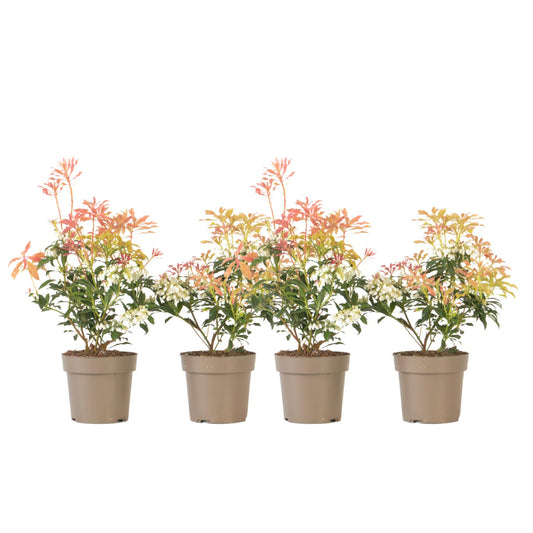 Andromeda Japonica - 4 Pzs - Pieris 'forest Flame' - Altura 25-40cm - ⌀17cm_0