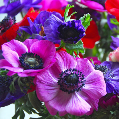 Anemone Coronaria - 50 Pzs - Anemoon De Caen - Bulbos De Flores_1