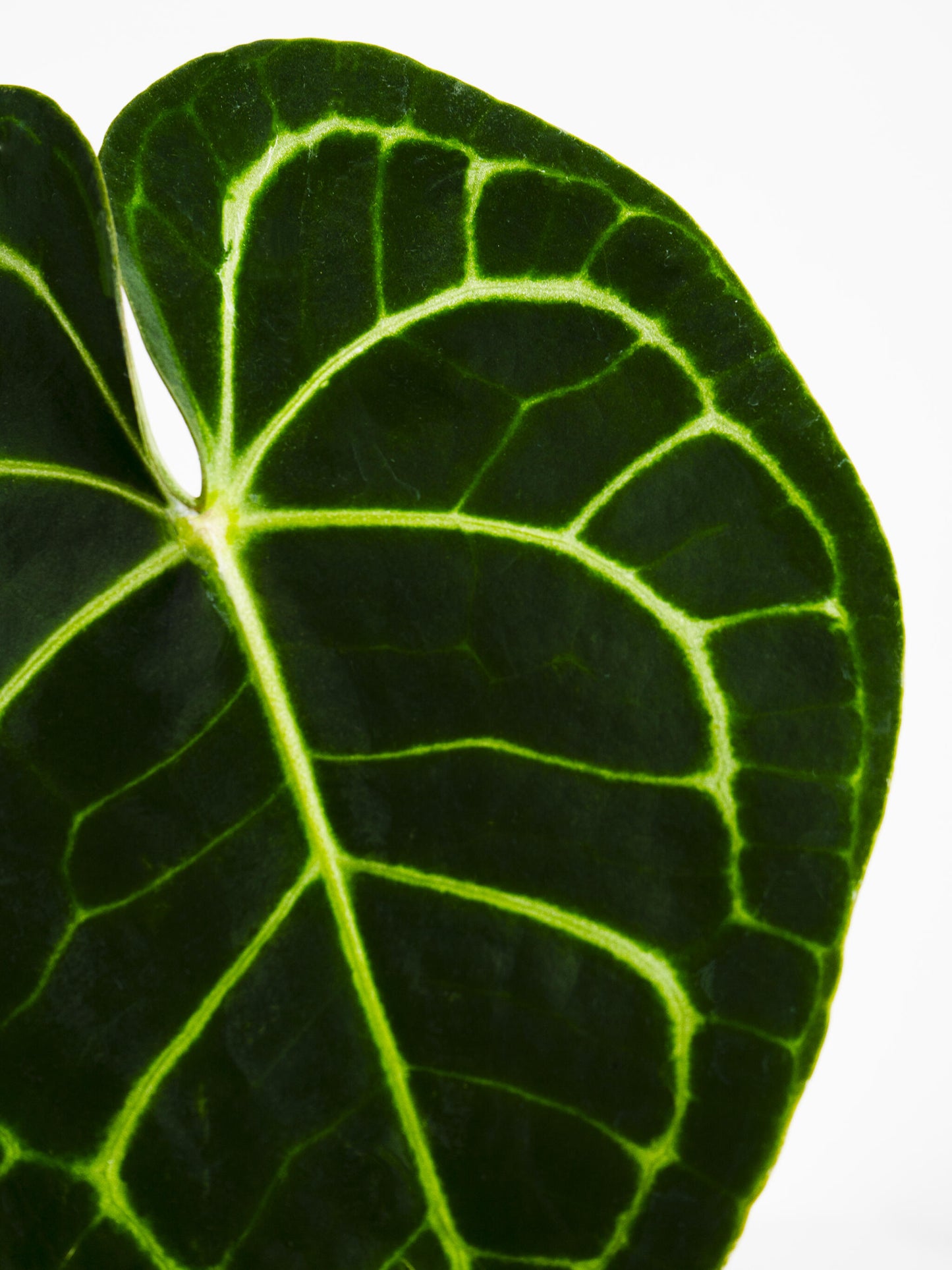 Anthurium Clarinervium_1