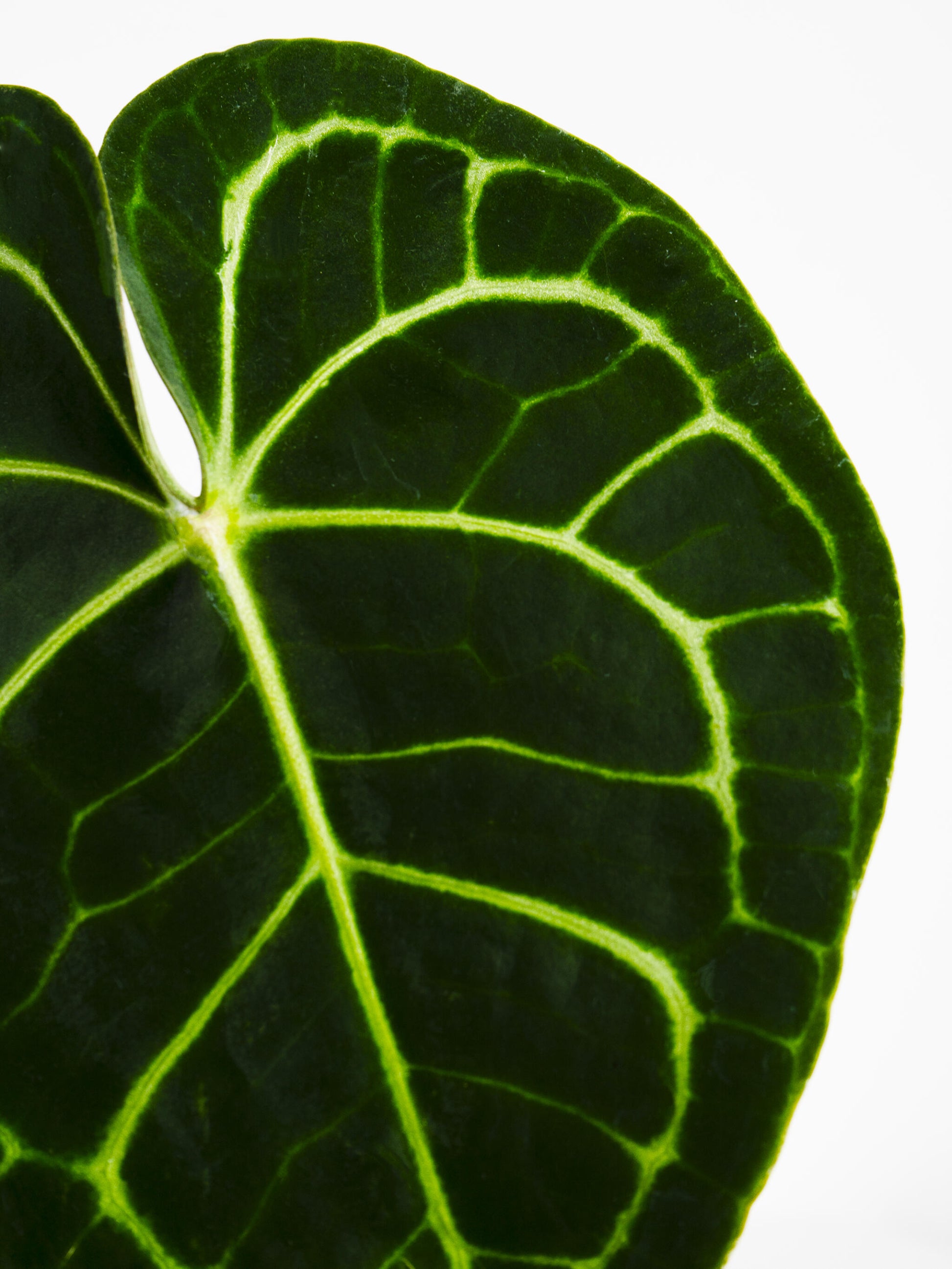 Anthurium Clarinervium_1