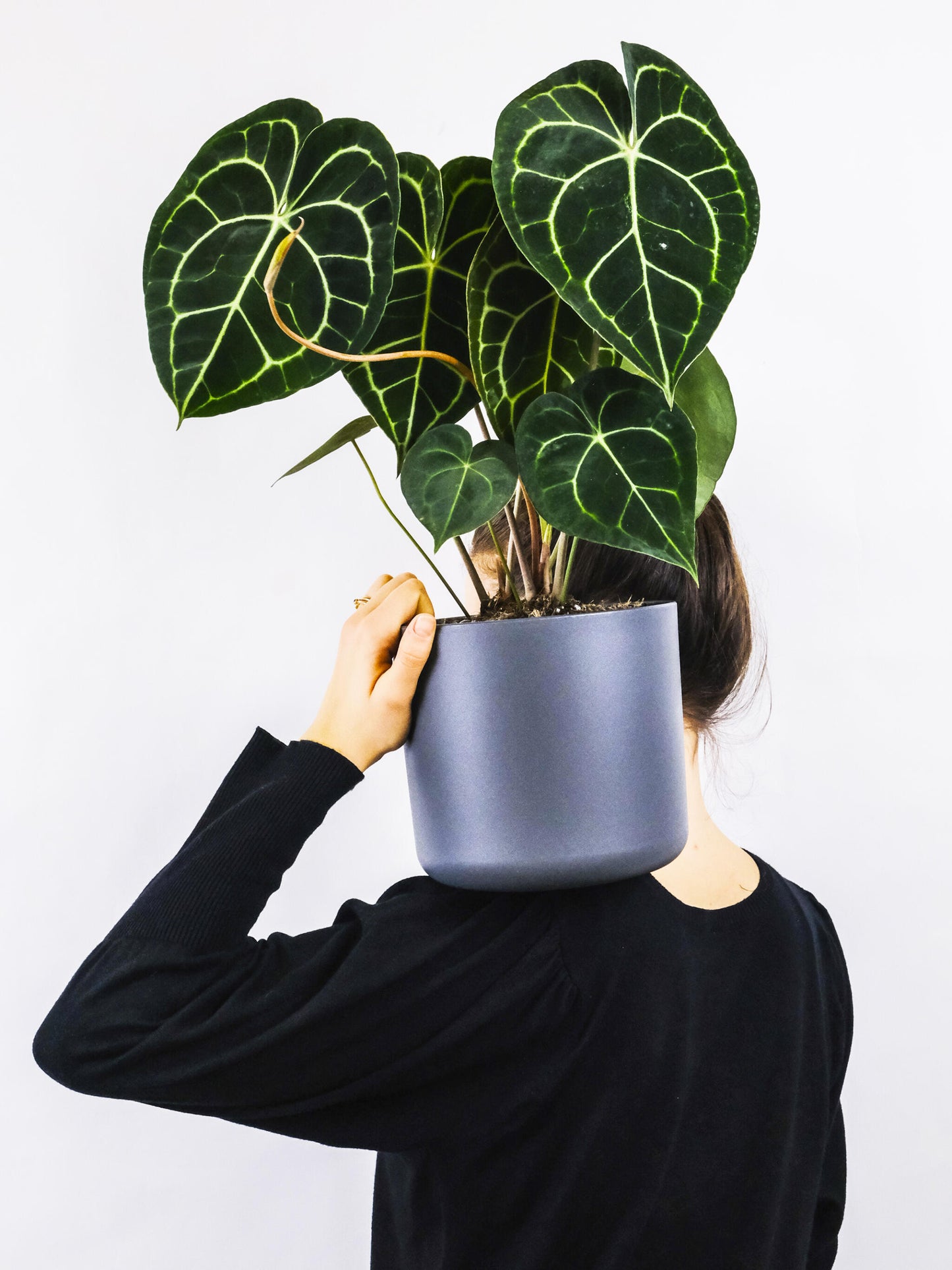 Anthurium Clarinervium_2
