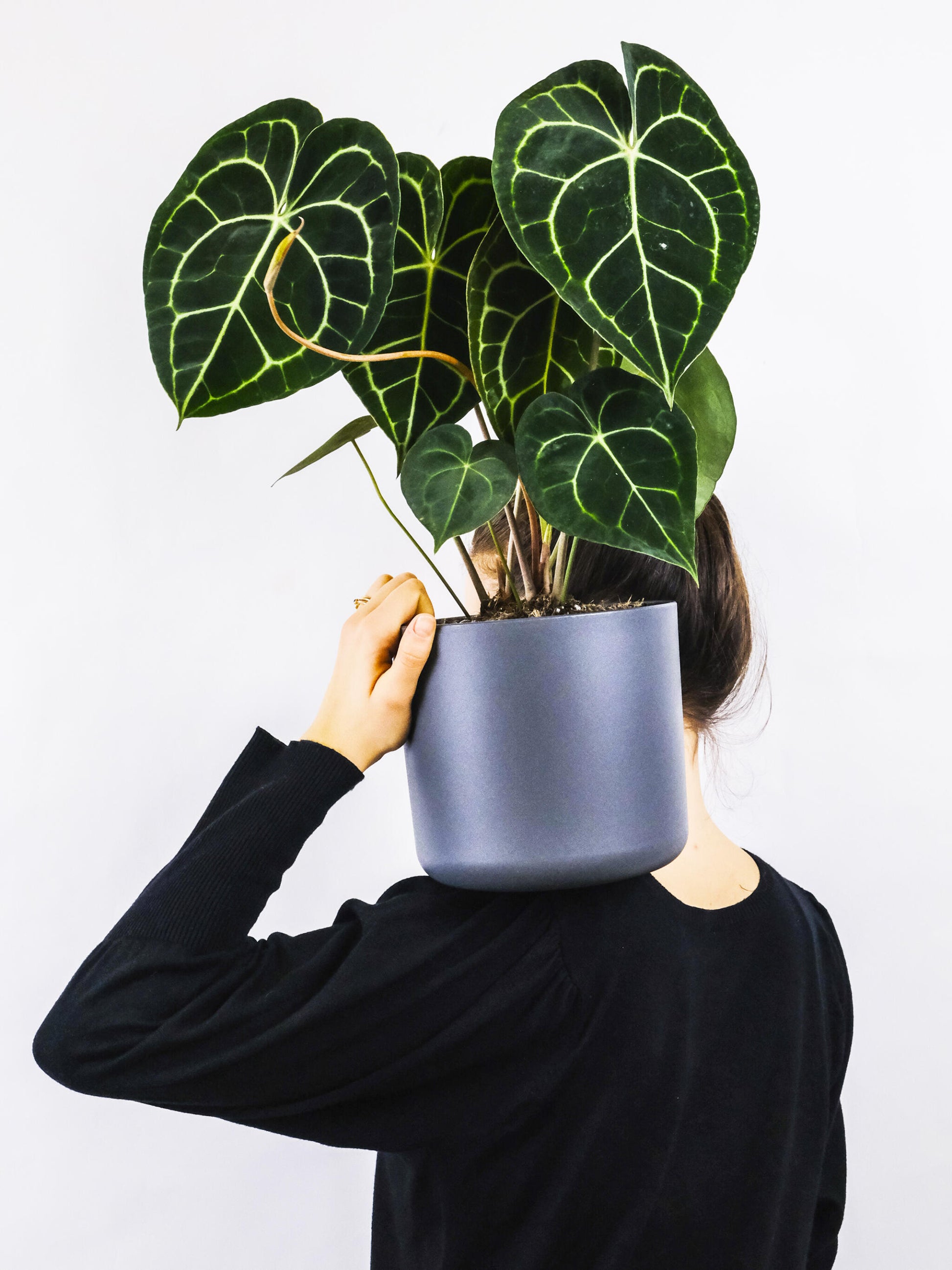 Anthurium Clarinervium_2