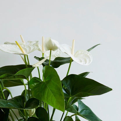 Anturio - Anthurium 'alaska White' - Altura 55-70cm - Ø17cm_3