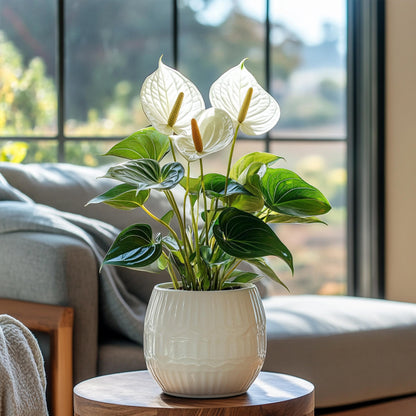 Anturio - Anthurium 'alpine White' - Altura 40-55cm - Ø14cm_1