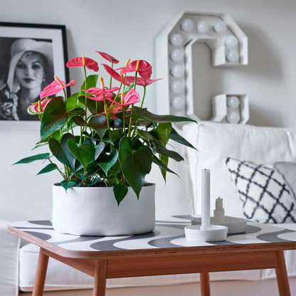 Anturio - Anthurium 'colorado Pink' - Altura 40-55cm - Ø14cm_1