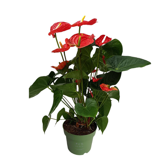 Anturio - Anthurium 'madural Red' - Altura 55-70cm - Ø17cm_0