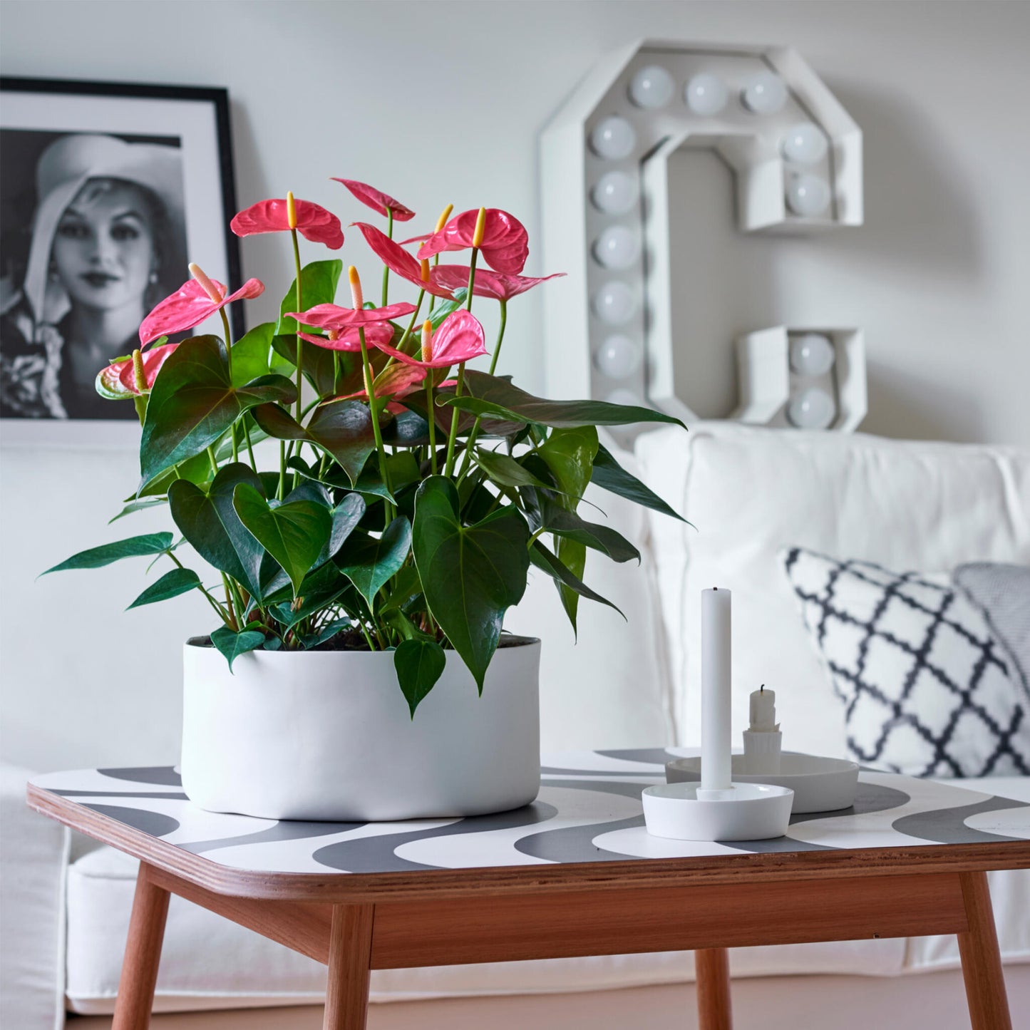 Anturio - Anthurium 'maine Pink' - Incluye Cesta - Altura 55-70cm - Ø17cm_1