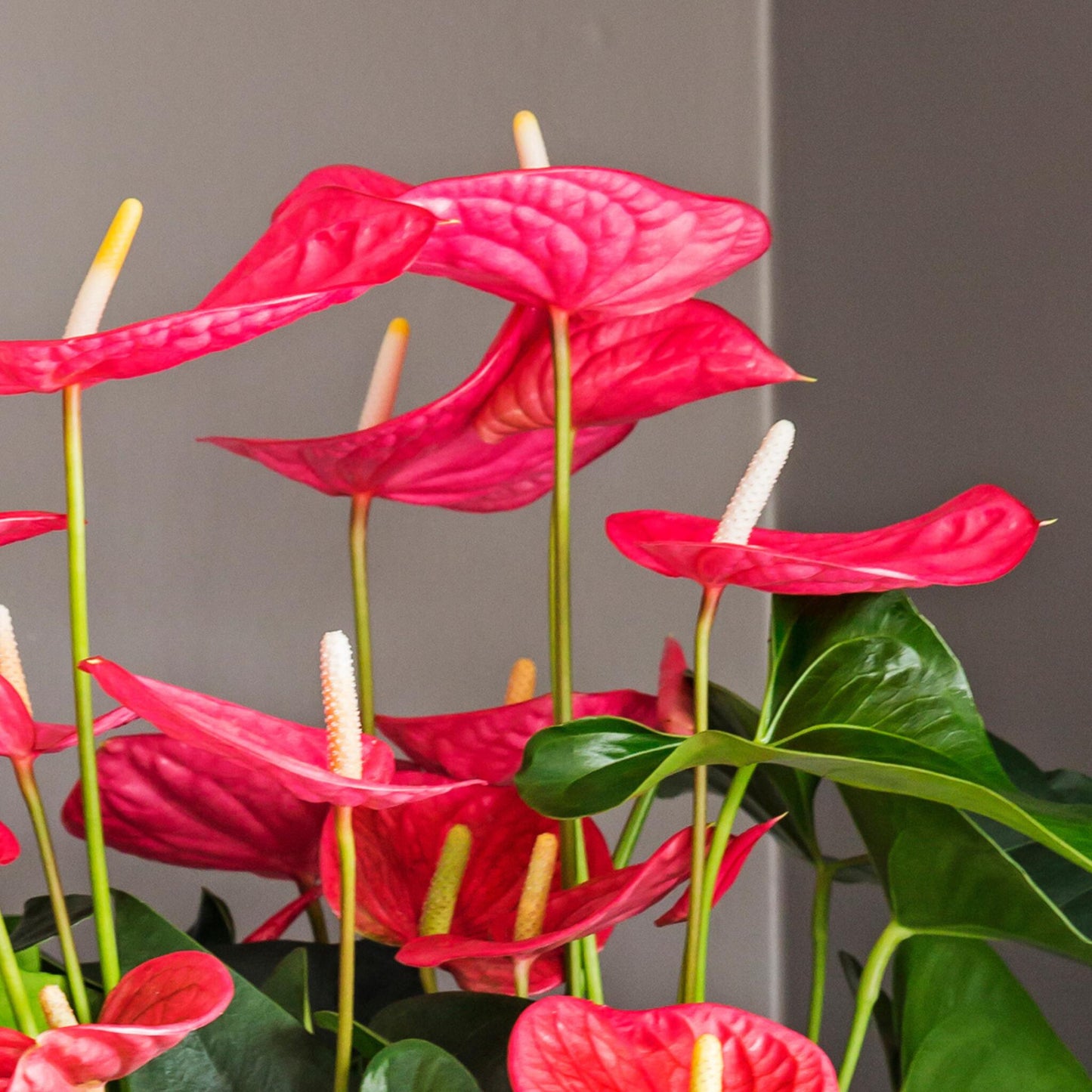 Anturio - Anthurium 'maine Pink' - Incluye Cesta - Altura 55-70cm - Ø17cm_3