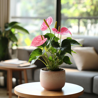 Anturio - Anthurium 'sweet Dream' - Altura 35-45cm - Ø12cm_4