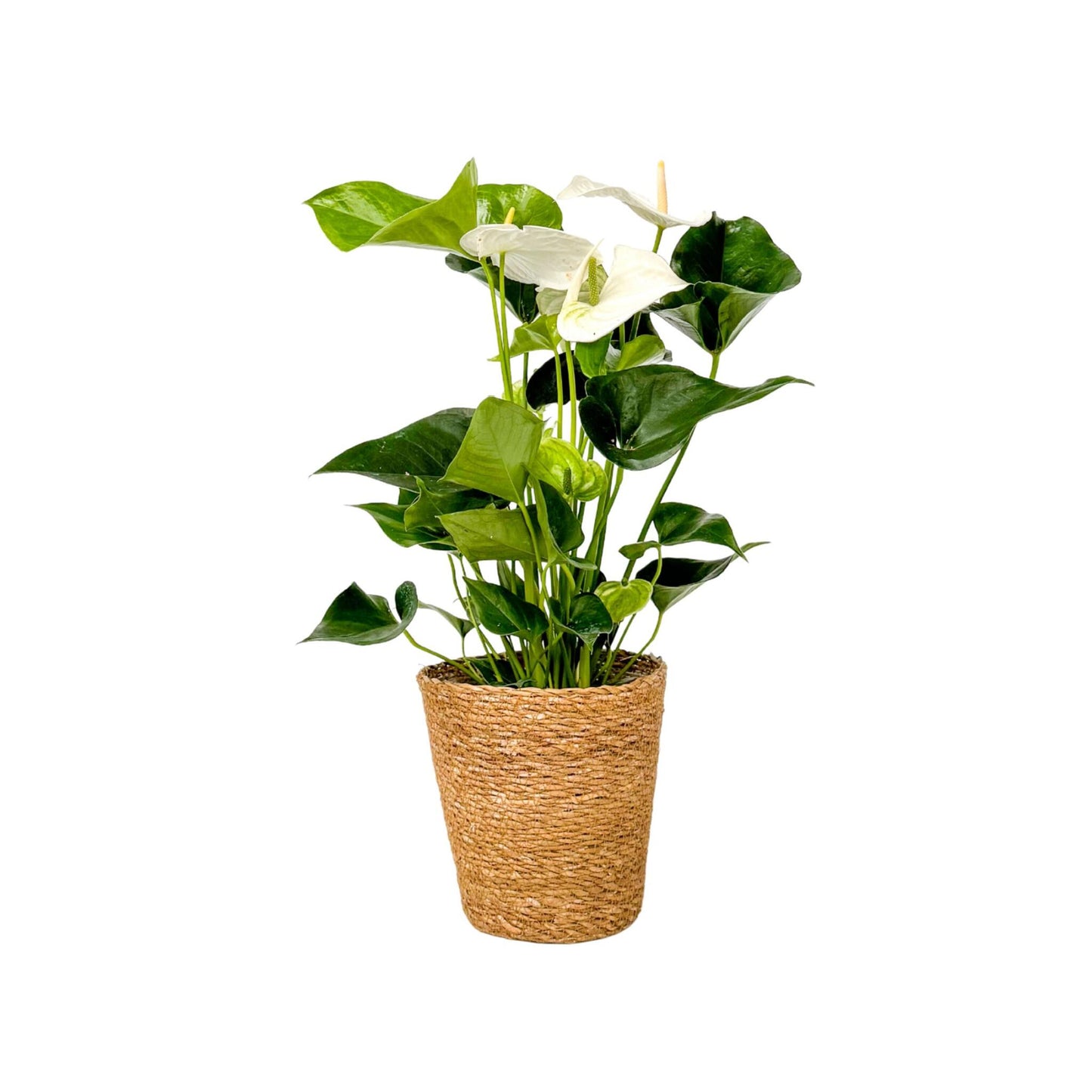 Anturio - Con Cesta - Anthurium 'alaska White' - Altura 55-70cm - Ø17cm_0
