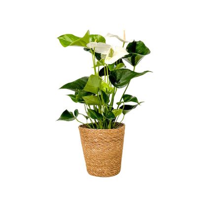 Anturio - Con Cesta - Anthurium 'alaska White' - Altura 55-70cm - Ø17cm_0