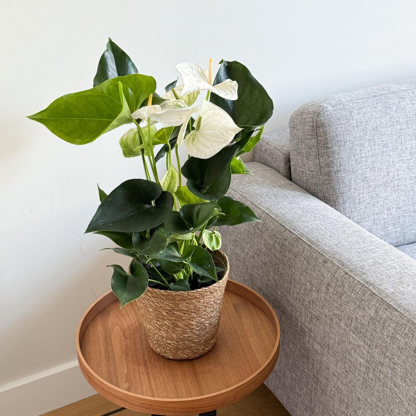 Anturio - Con Cesta - Anthurium 'alaska White' - Altura 55-70cm - Ø17cm_4