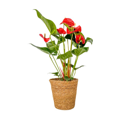 Anturio - Con Cesta - Anthurium 'madural Red' - Altura 55-70cm - Ø17cm_0