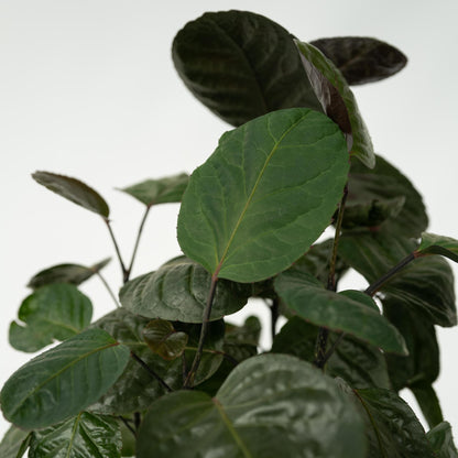 Aràlia De Fabian - Polyscias 'fabian' - Altura 80-85cm - ⌀21cm_3