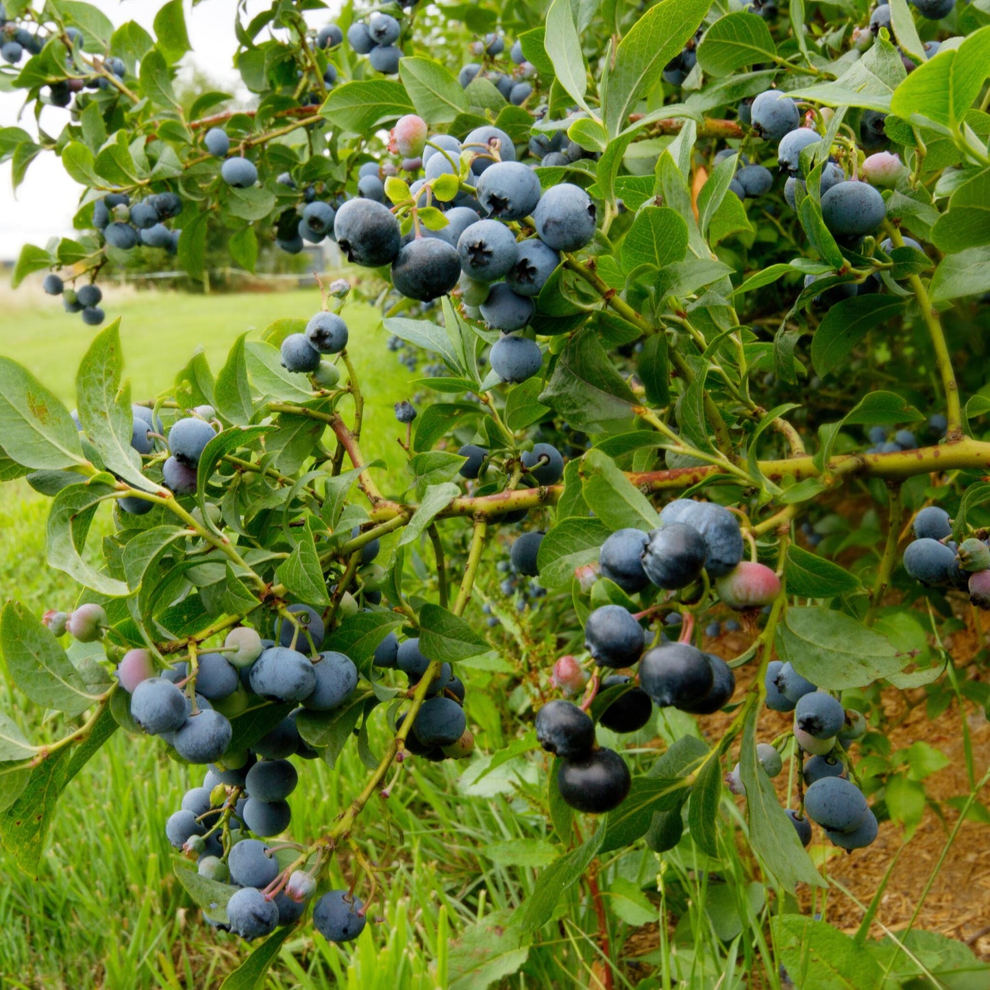 Arándano Alto - 3 Pzs - Vaccinium 'sunshine Blue' - Altura 25-40cm - ⌀9cm_1
