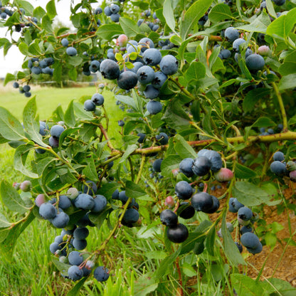 Arándano Alto - 3 Pzs - Vaccinium 'sunshine Blue' - Altura 25-40cm - ⌀9cm_1