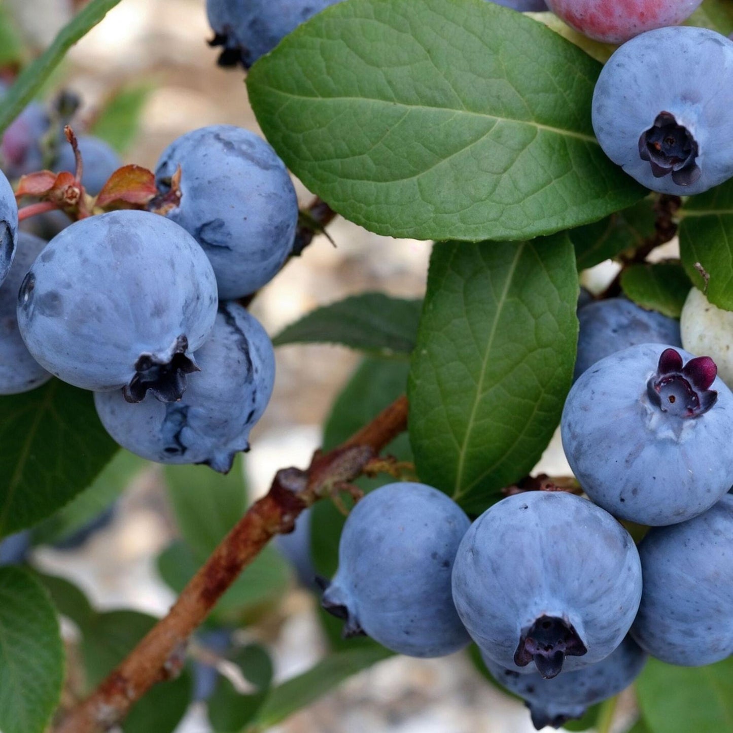 Arándano Alto - 3 Pzs - Vaccinium 'sunshine Blue' - Altura 25-40cm - ⌀9cm_3