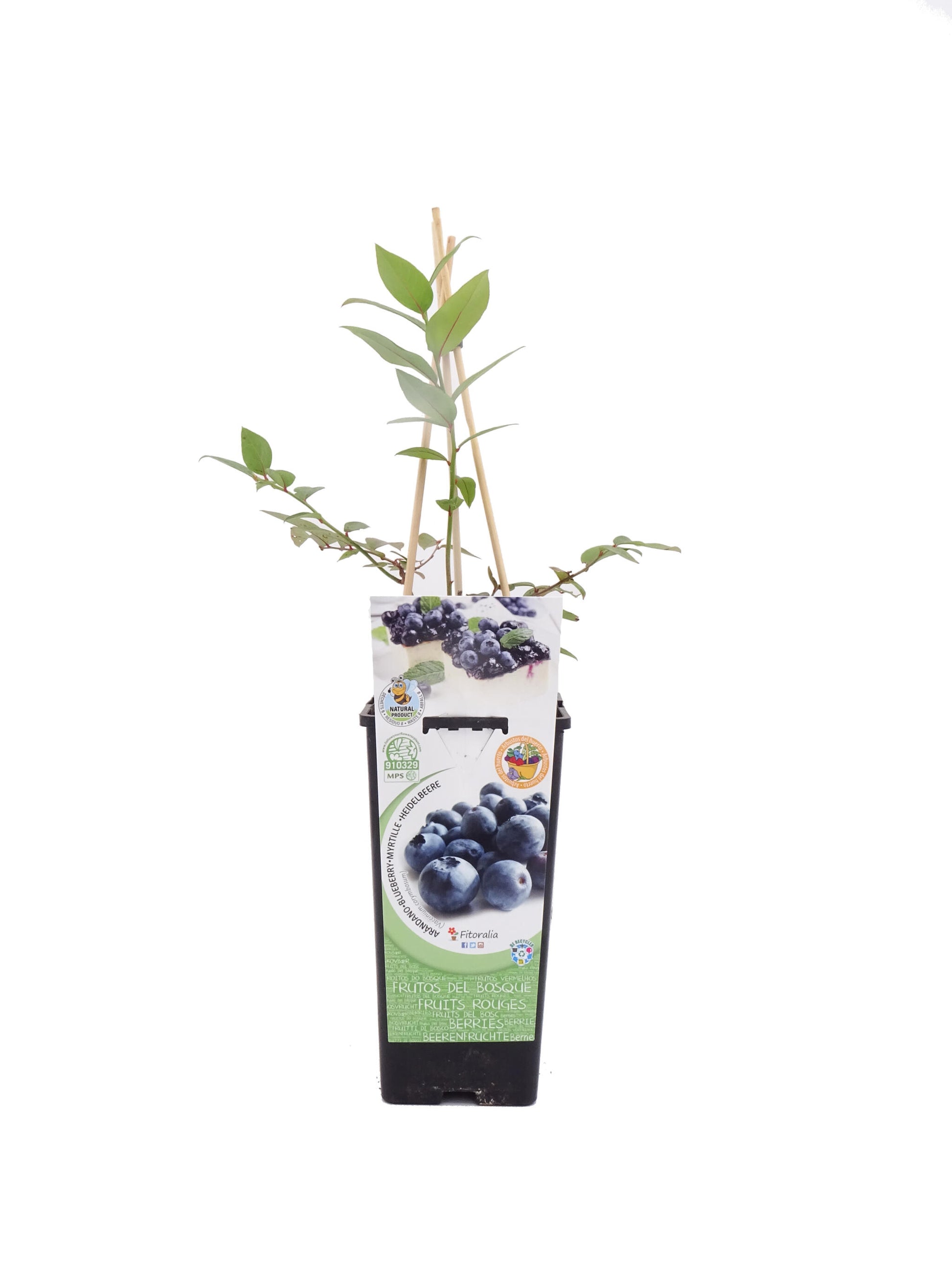 Arándano En Maceta 2 L. Natural - Fitoralia_0