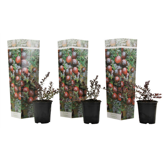Arándano Rojo - 3 Pzs - Vaccinium Macrocarpon 'cranberry' - A10-20cm - ⌀9cm_0