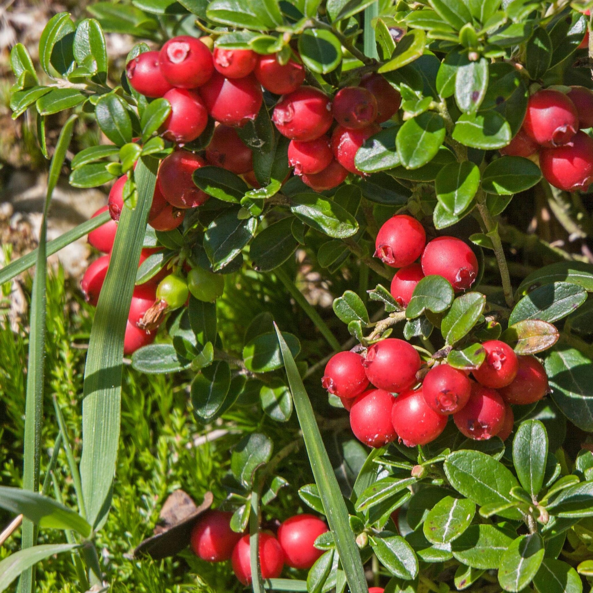Arándano Rojo - 3 Pzs - Vaccinium Macrocarpon 'cranberry' - A10-20cm - ⌀9cm_1