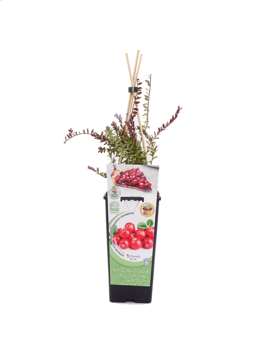 Arándano Rojo En Maceta 2 L. Natural - Fitoralia_0