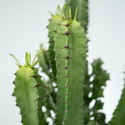 Árbol Candelabro - 2 Pzs - Euphorbia Ingens - Altura 50-60cm - ⌀17cm_3