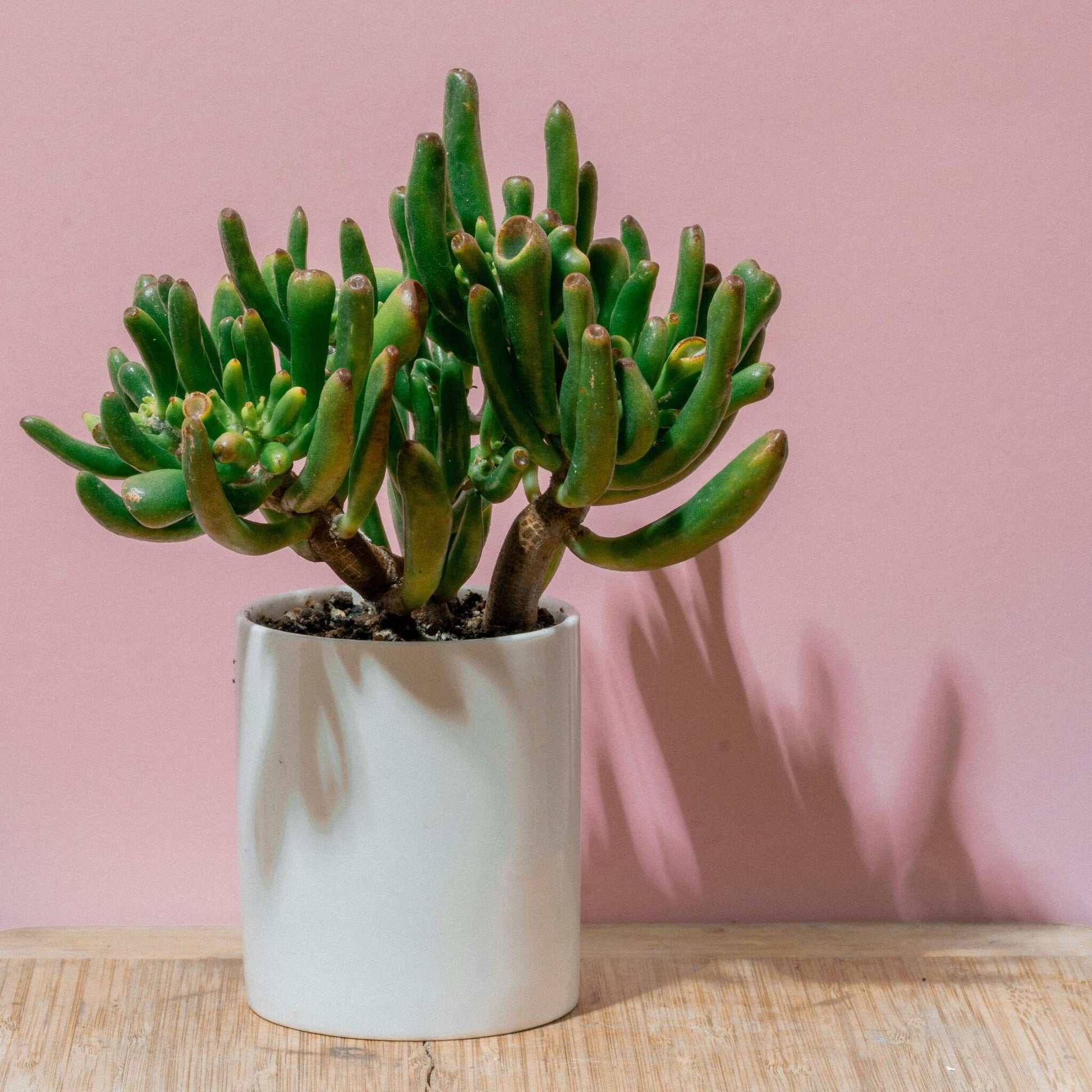 Árbol De Jade - Crassula Ovata 'hobbit' - Altura 45-50cm - ⌀23cm_1