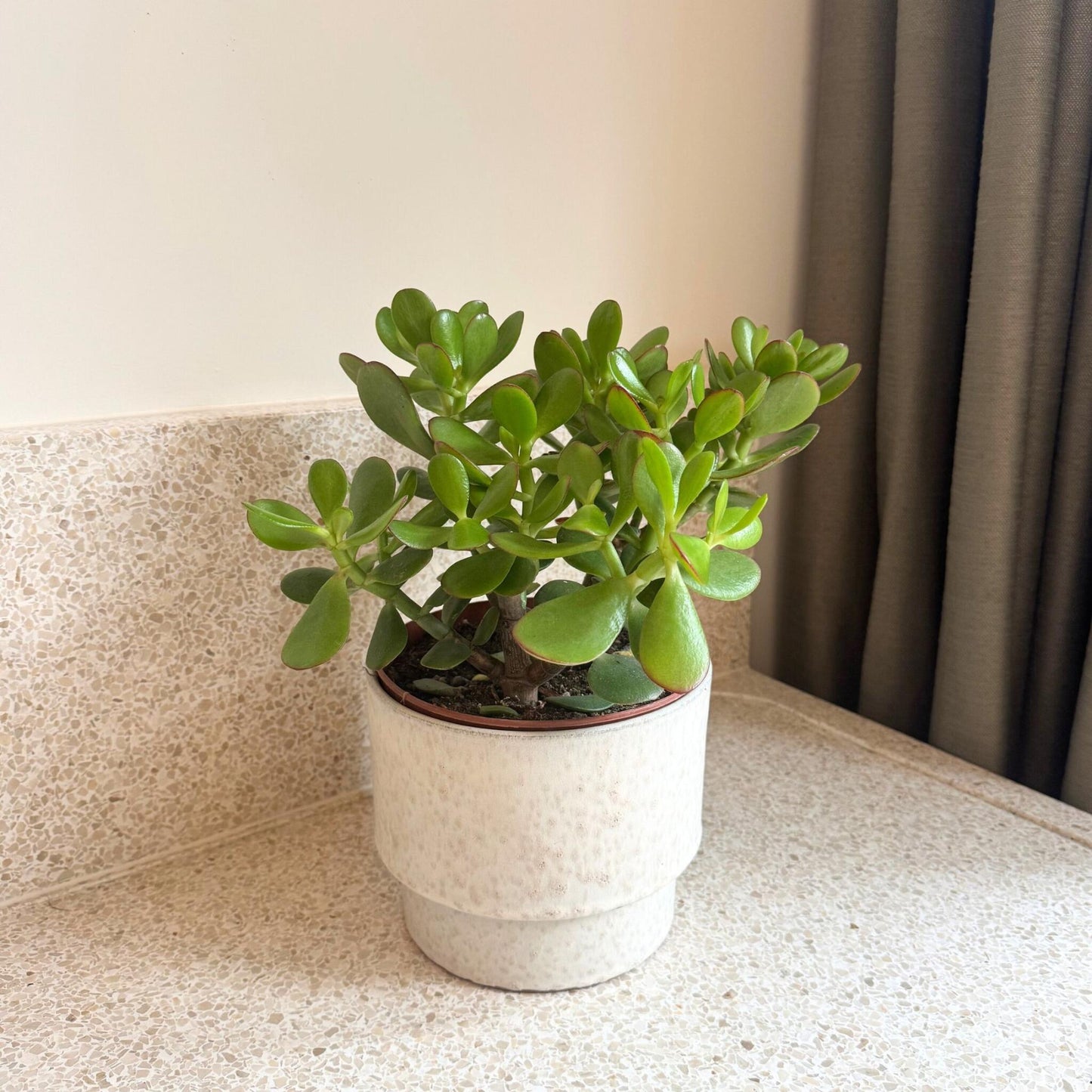 Árbol De Jade - Crassula Ovata 'minor' - Altura 30-35cm - ⌀17cm_1