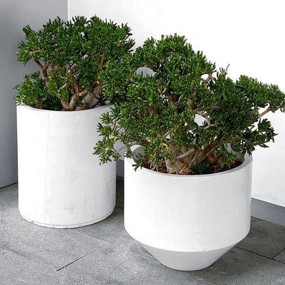 Árbol De Jade - Crassula Ovata 'minor' - Altura 30-35cm - ⌀17cm_4