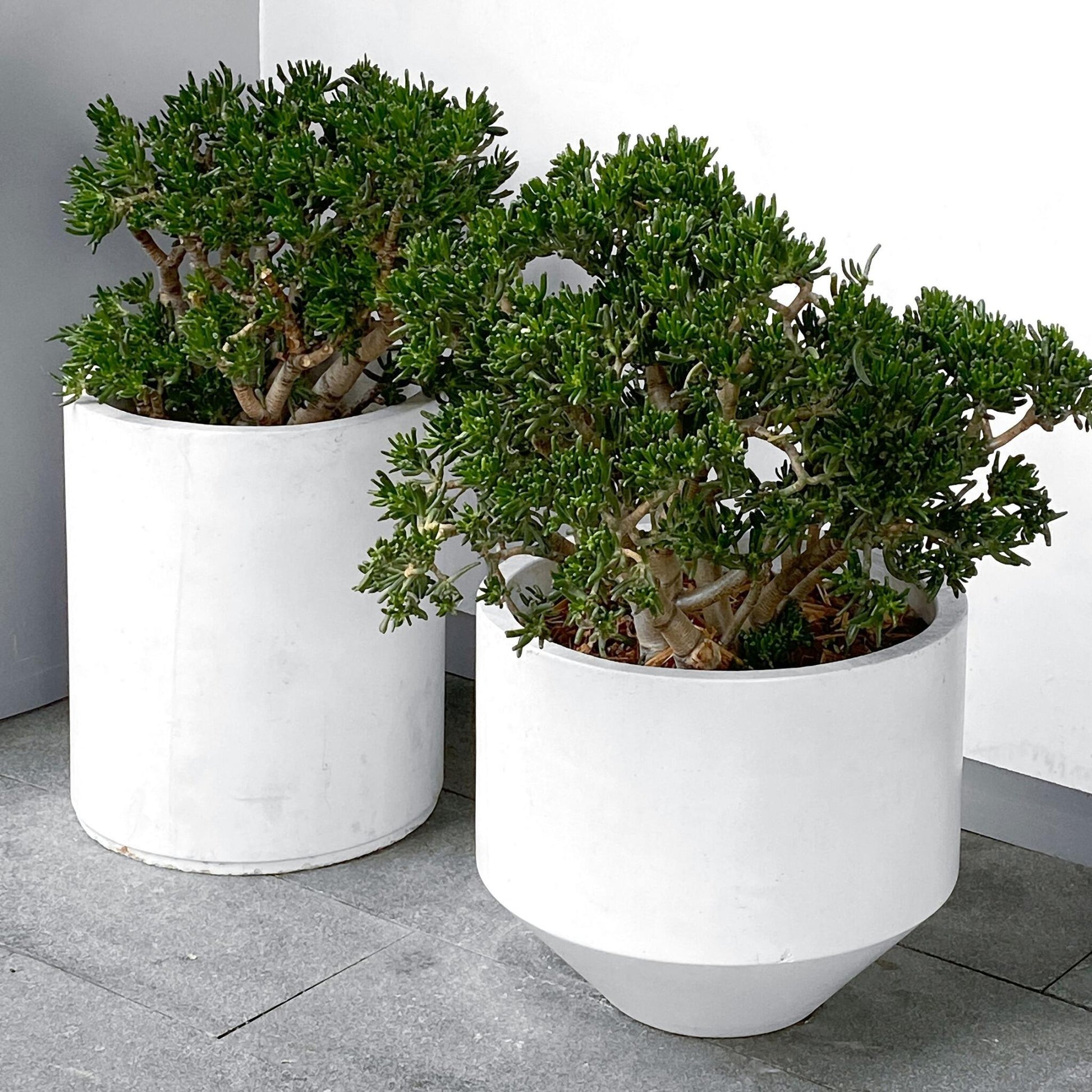 Árbol De Jade - Crassula Ovata 'minor' - Altura 60-65cm - ⌀30cm_1
